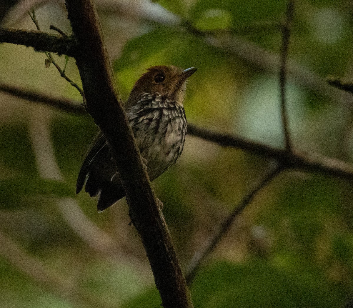 Scallop-breasted Antpitta - ML629758359