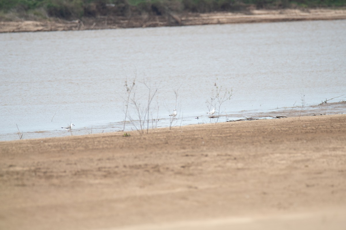 Gray-hooded Gull - ML629758369