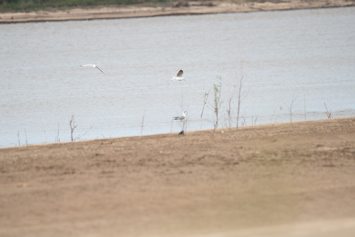 Gray-hooded Gull - ML629758370