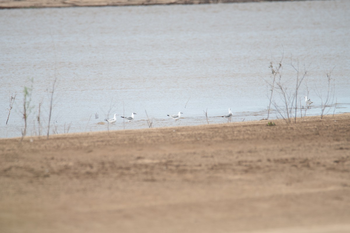 Gray-hooded Gull - ML629758371