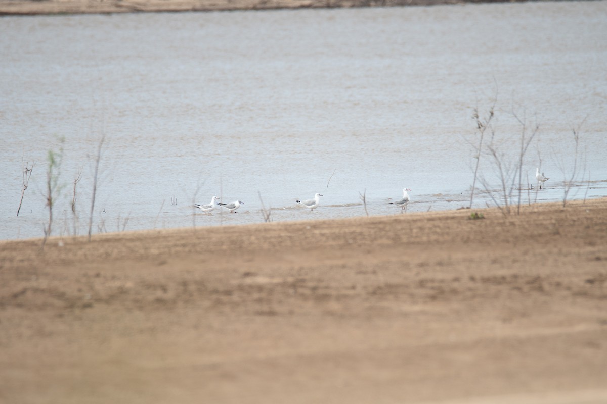 Gray-hooded Gull - ML629758372