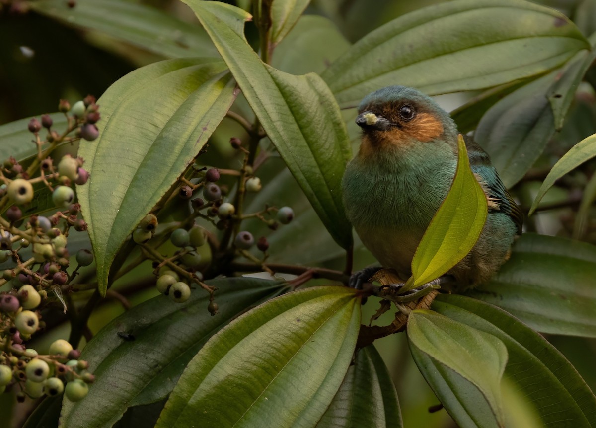 Rufous-cheeked Tanager - ML629758393