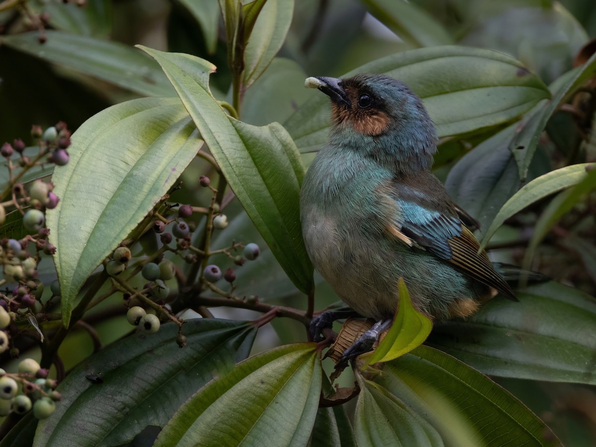 Rufous-cheeked Tanager - ML629758394
