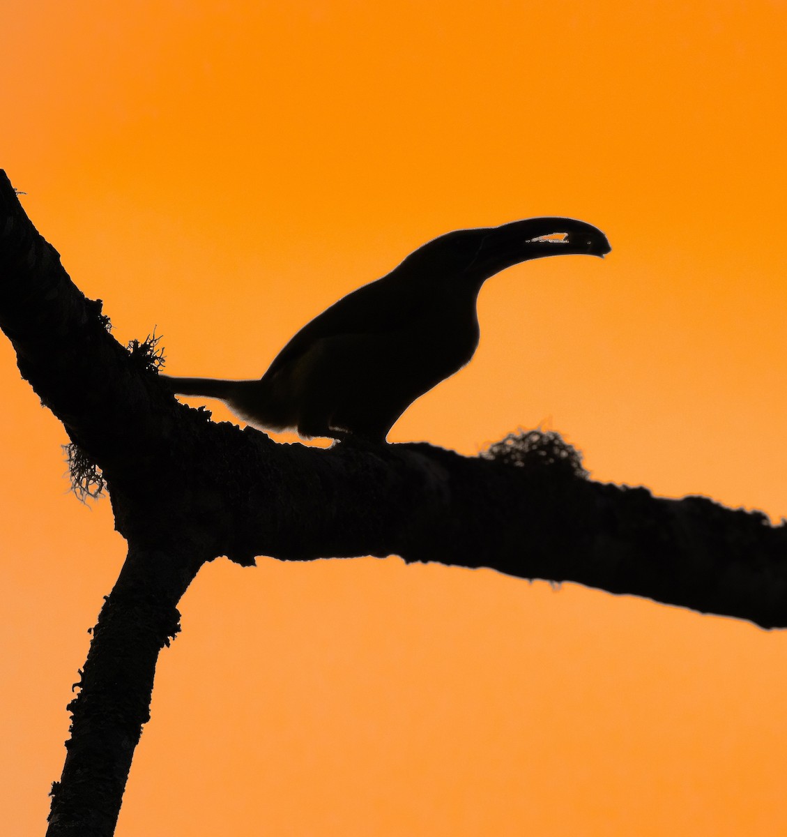Groove-billed Toucanet - ML629758397