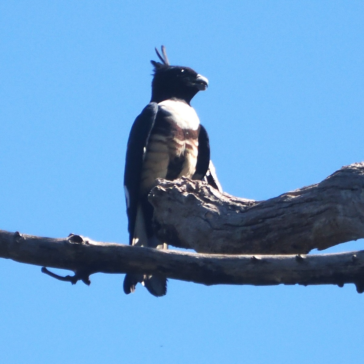 Black Baza - ML629758647