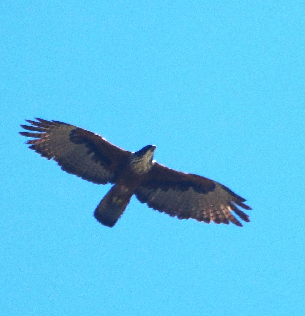 Rufous-bellied Eagle - ML629758659