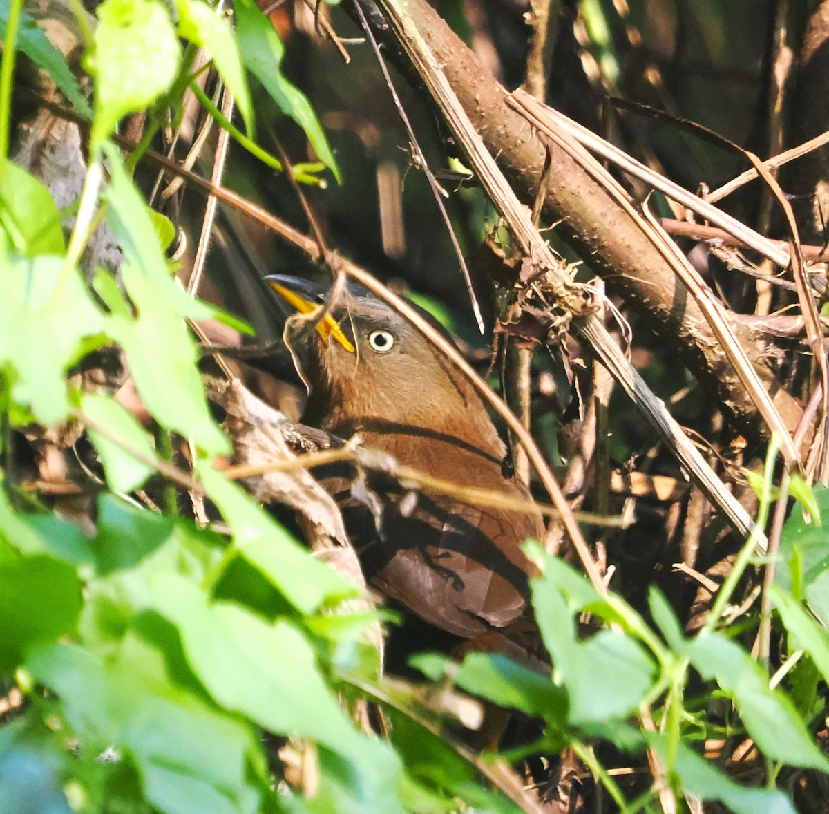 Dark-fronted Babbler - ML629758689