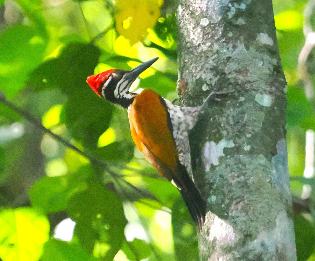 Malabar Flameback - ML629758694