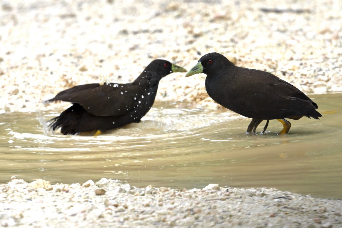 Plain Bush-hen - ML629758743