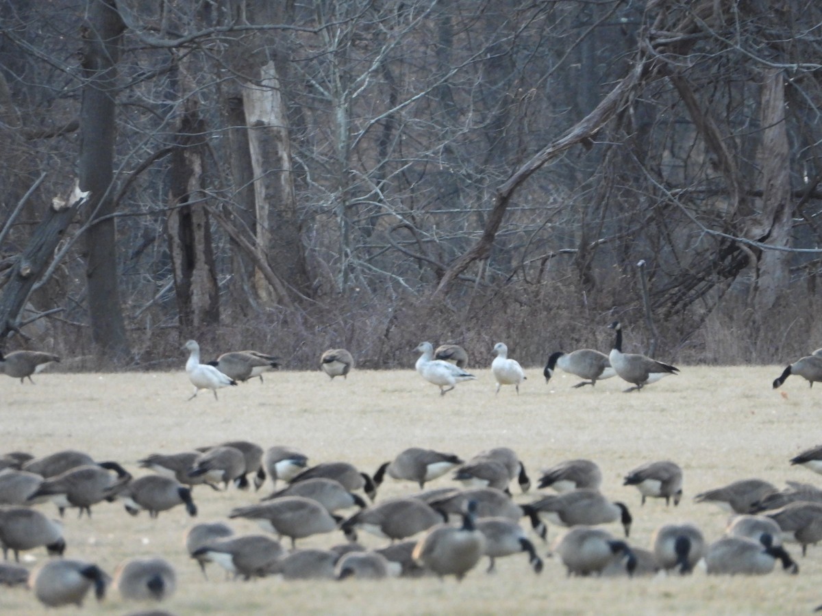 Snow Goose - ML629758769