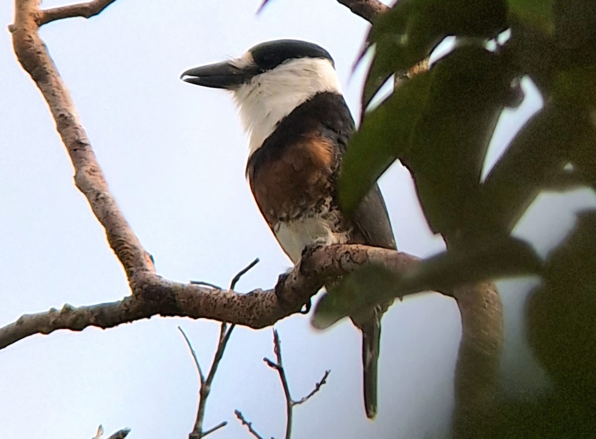 Brown-banded Puffbird - ML629758820