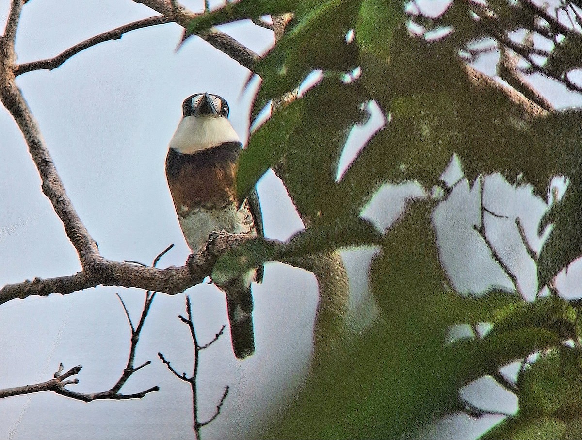 Brown-banded Puffbird - ML629758843