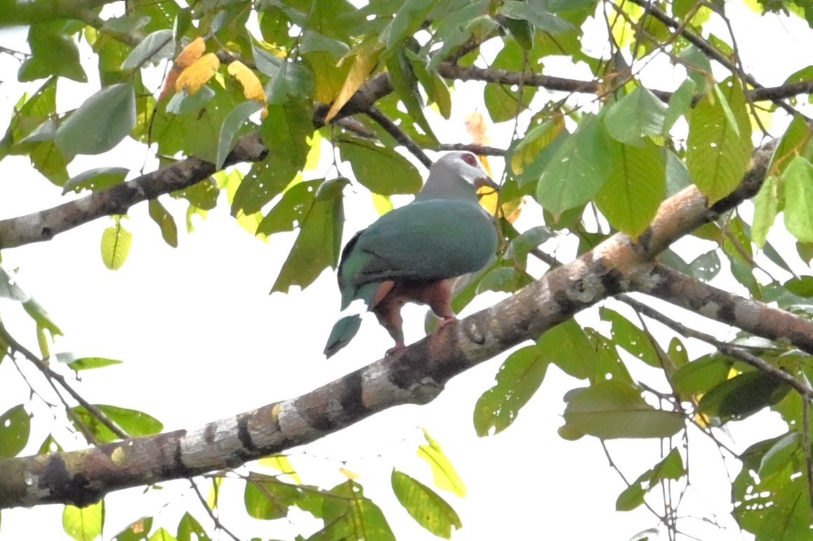Pink-bellied Imperial-Pigeon - ML629759055