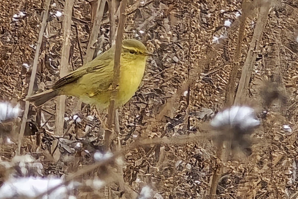 Tickell's Leaf Warbler (Alpine) - ML629759148