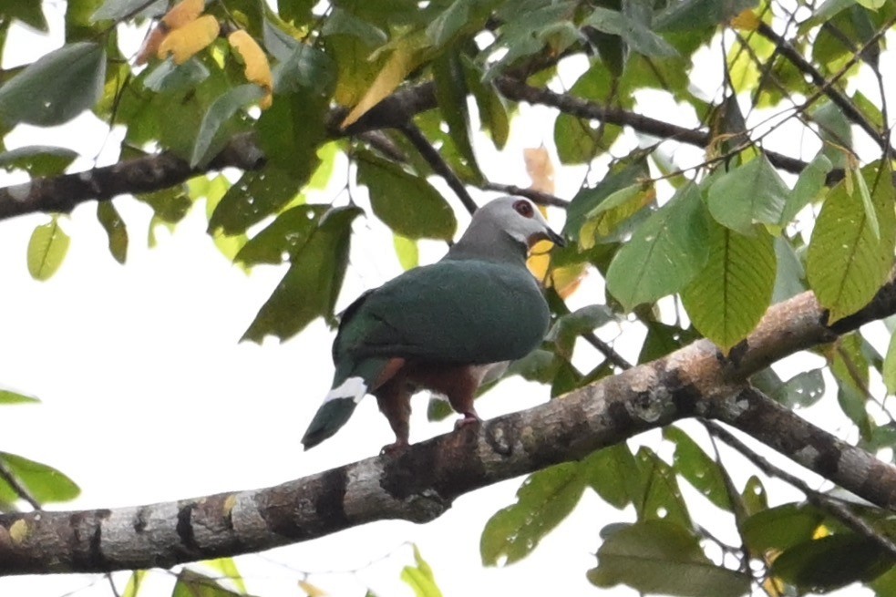 Pink-bellied Imperial-Pigeon - ML629759182