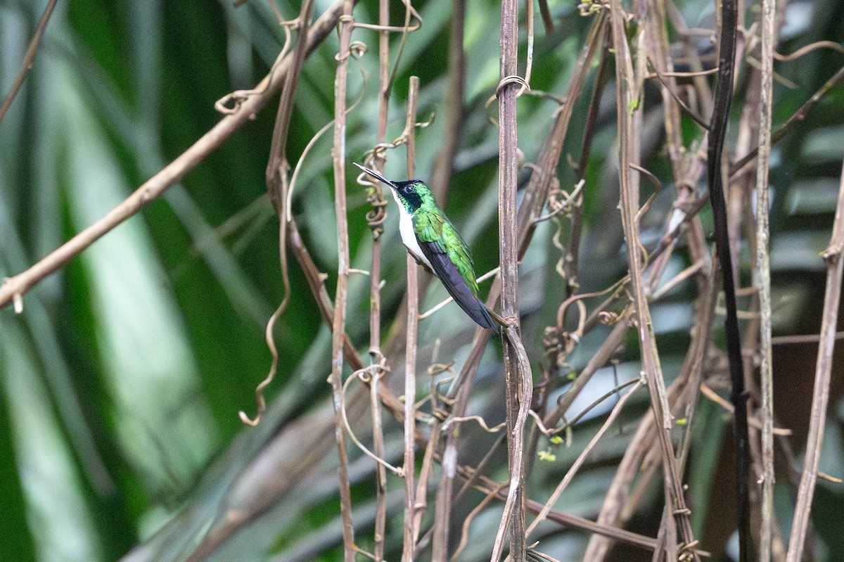 Colibrí Hada Occidental - ML629759205