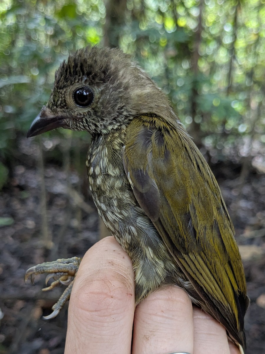 Spotted Honeyguide - ML629759278