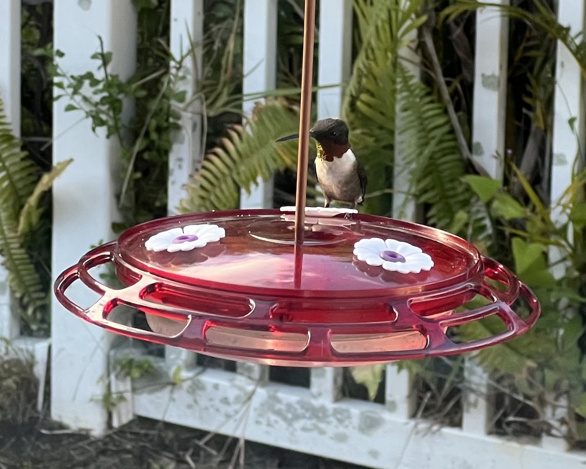 Ruby-throated Hummingbird - ML629759345