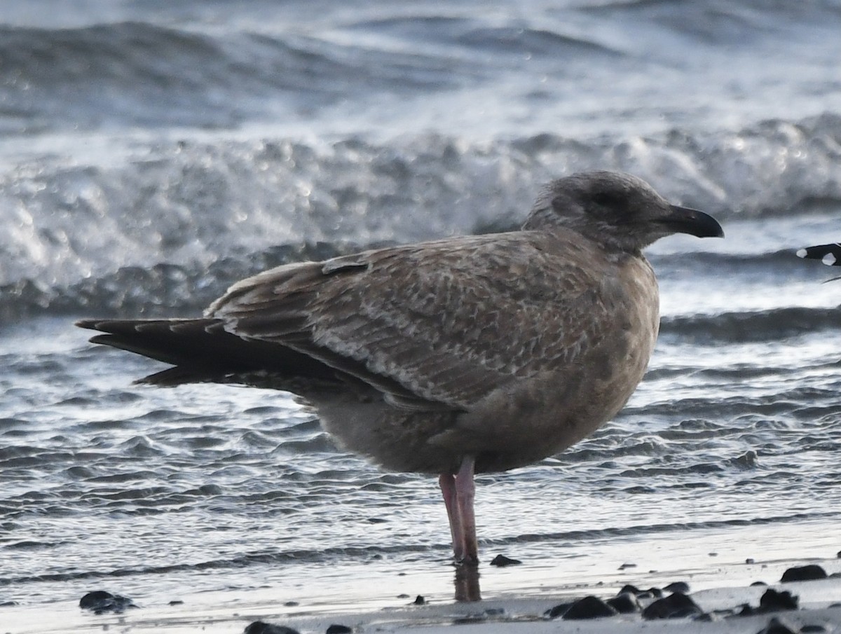 ML629759836 - Larus sp. - Macaulay Library