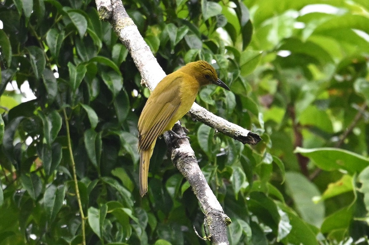 Yellowish Bulbul - ML629759985