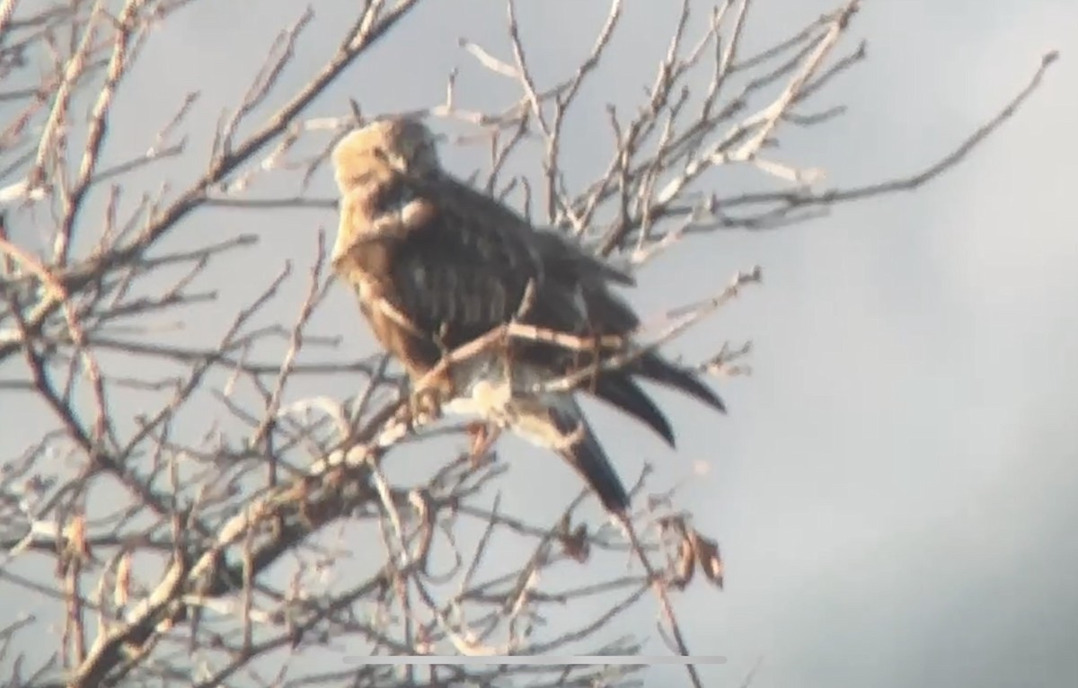 Rough-legged Hawk - ML629759993
