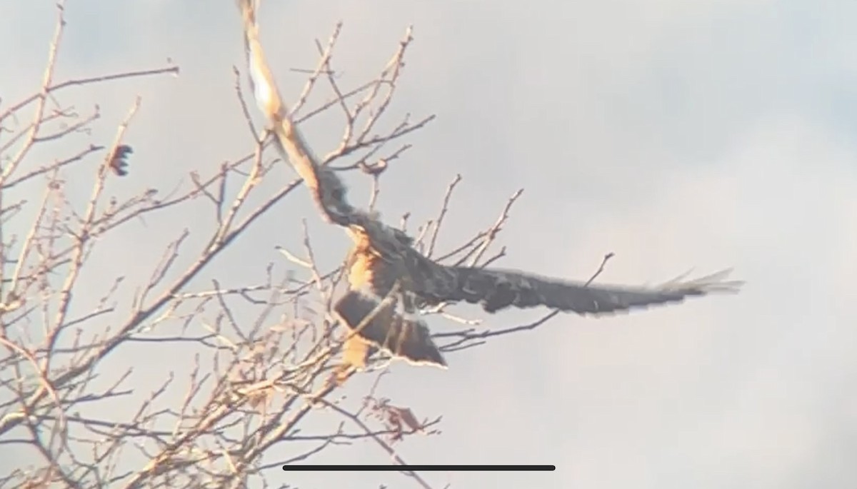 Rough-legged Hawk - ML629760000