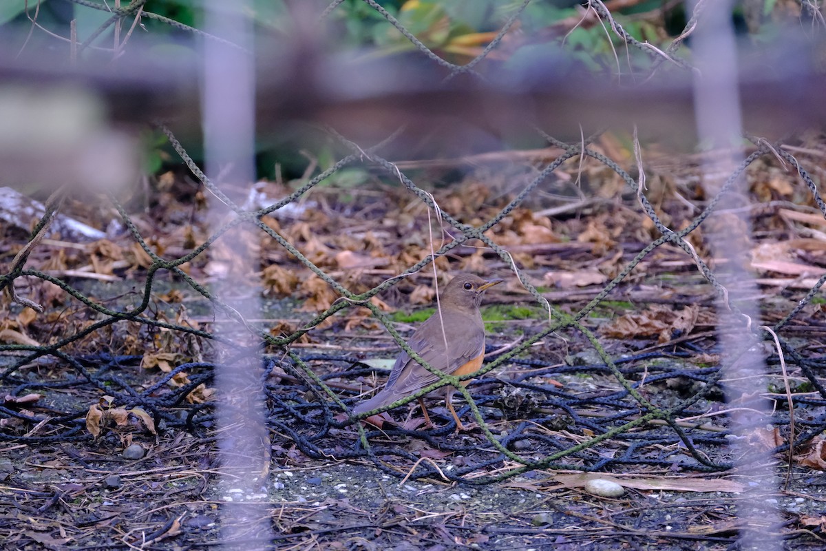 Brown-headed Thrush - ML629760006