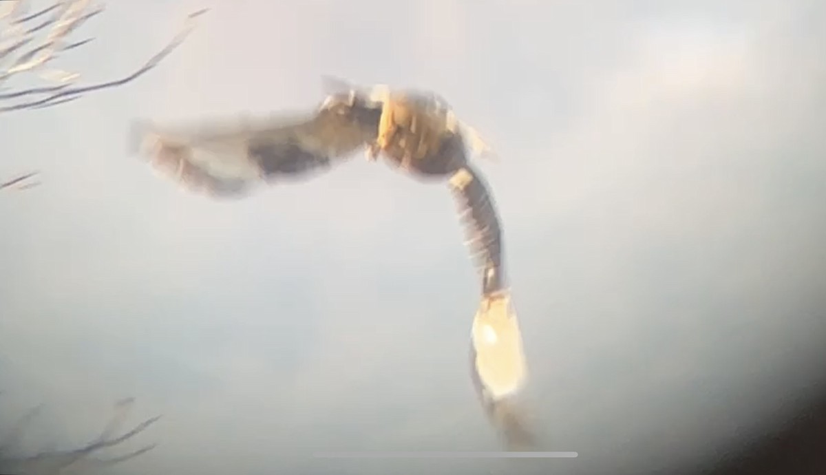 Rough-legged Hawk - ML629760012