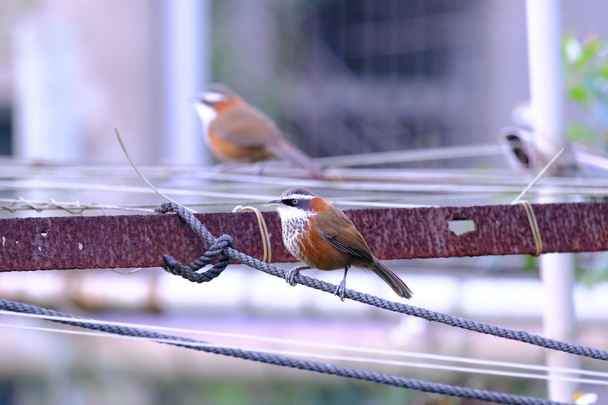 Taiwan Scimitar-Babbler - ML629760013