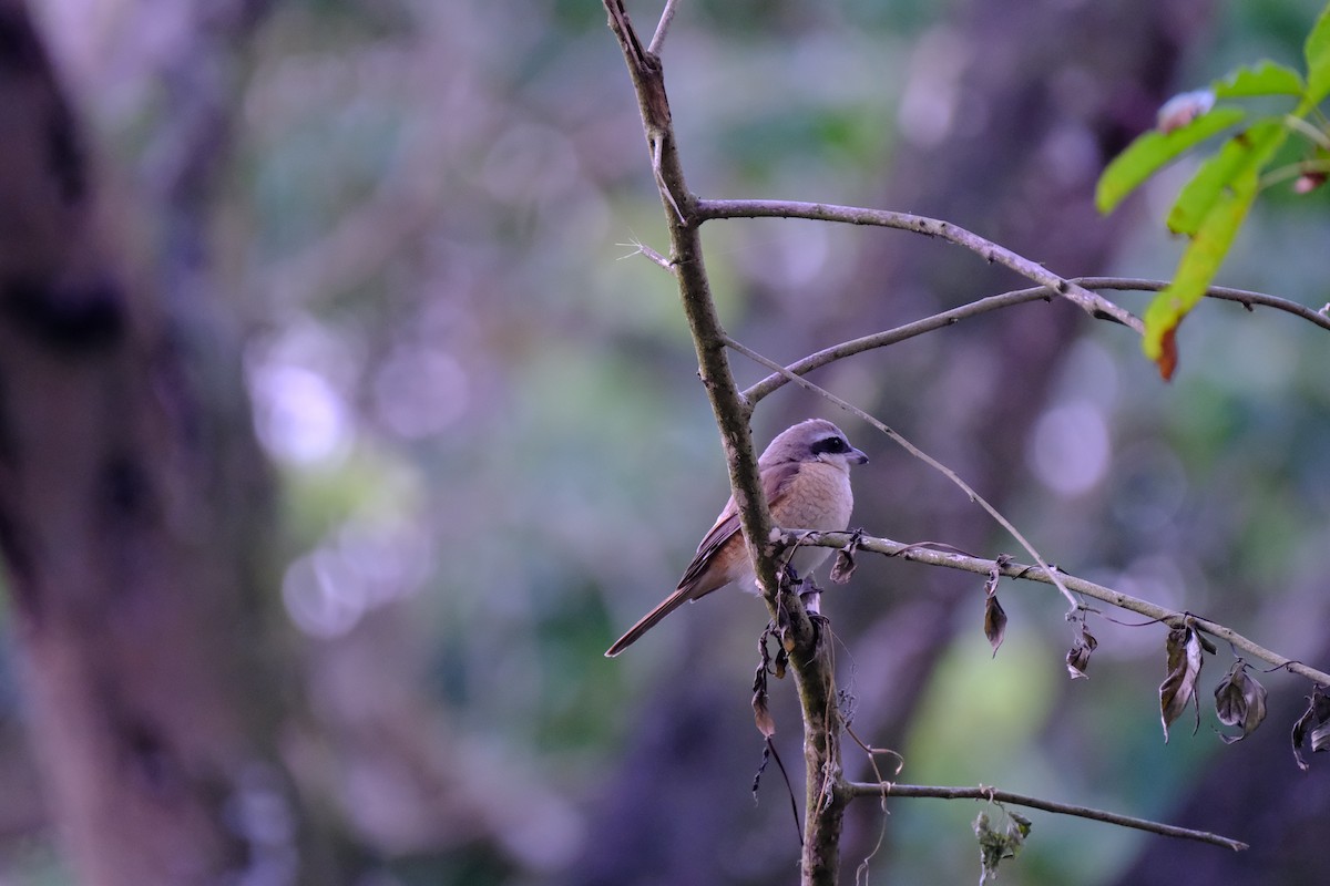 Brown Shrike - ML629760025