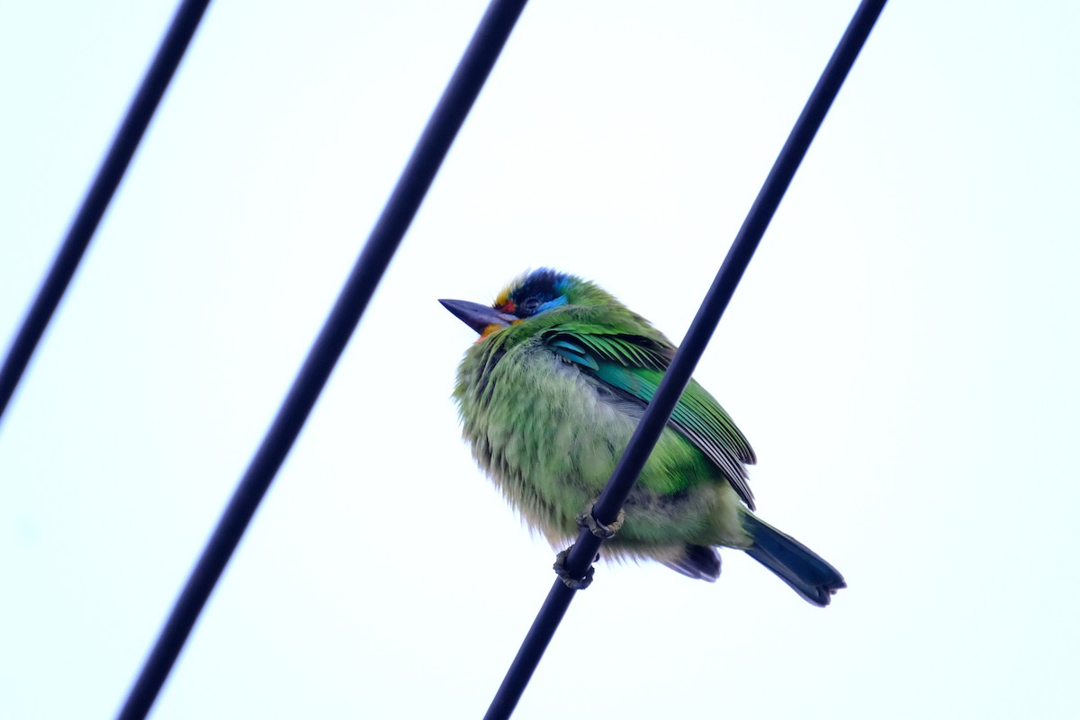 Taiwan Barbet - ML629760030