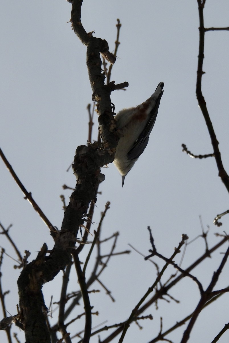 White-breasted Nuthatch - ML629760049