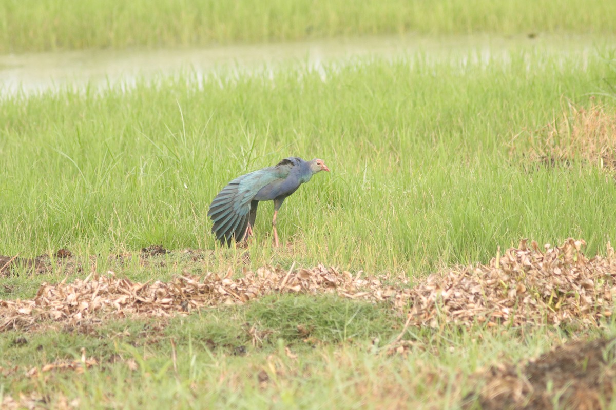 Gray-headed Swamphen - ML629760065