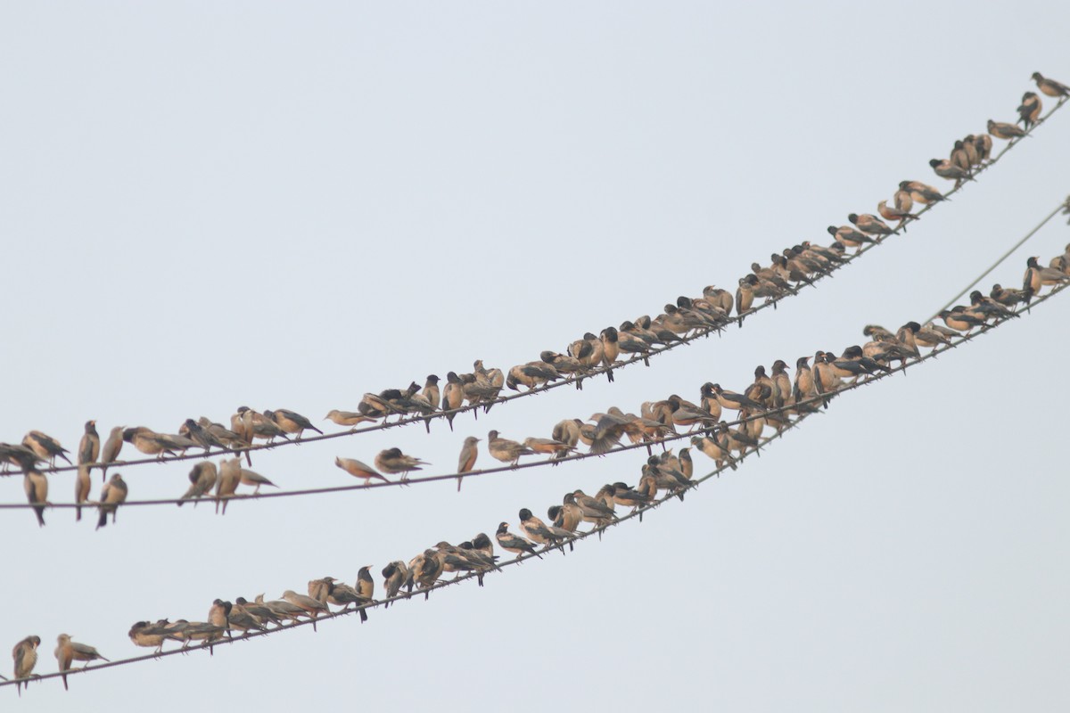 Ягаан тодол - ML629760099