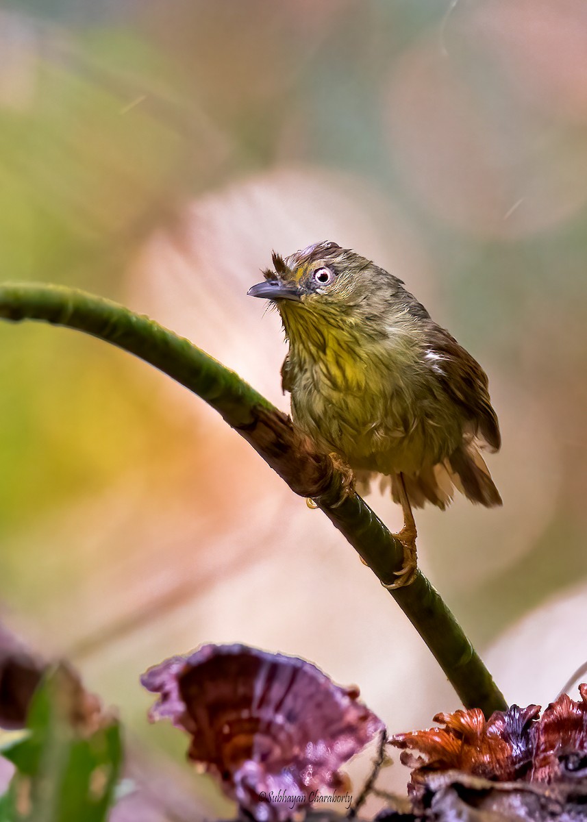 Pin-striped Tit-Babbler - ML629760156