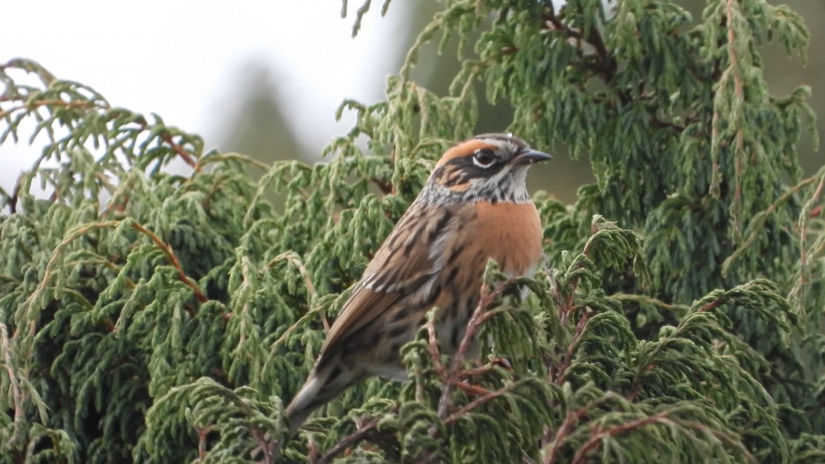 Rufous-breasted Accentor - ML629760162