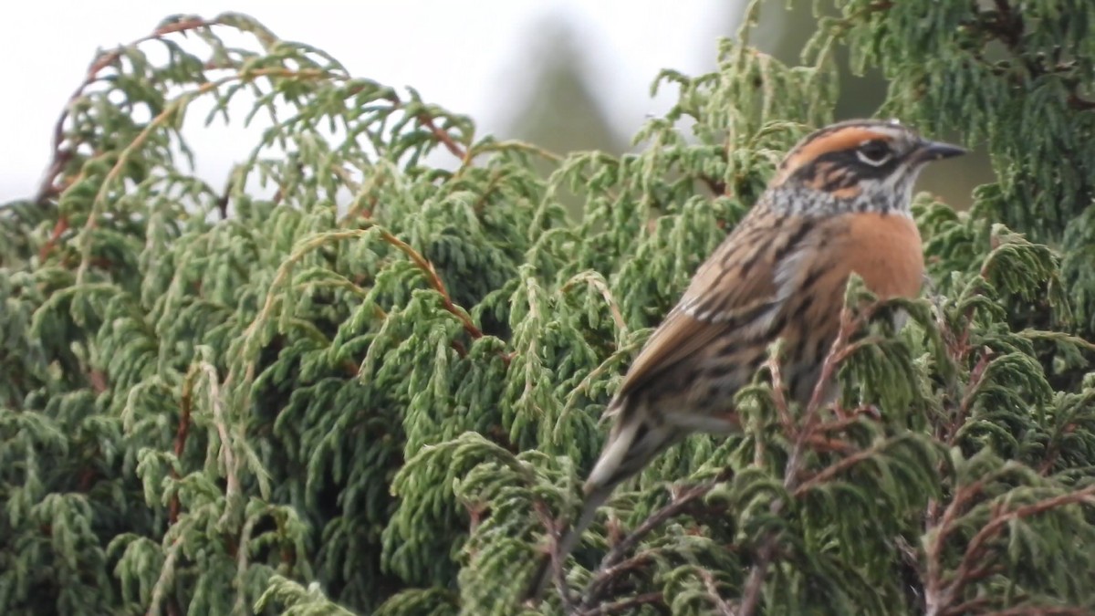 Rufous-breasted Accentor - ML629760163