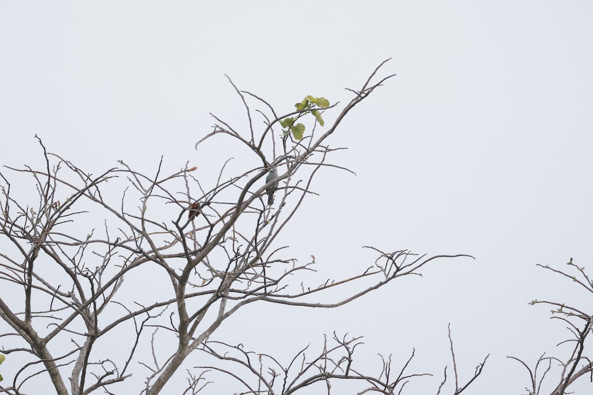 Pale Blue Flycatcher - ML629760235