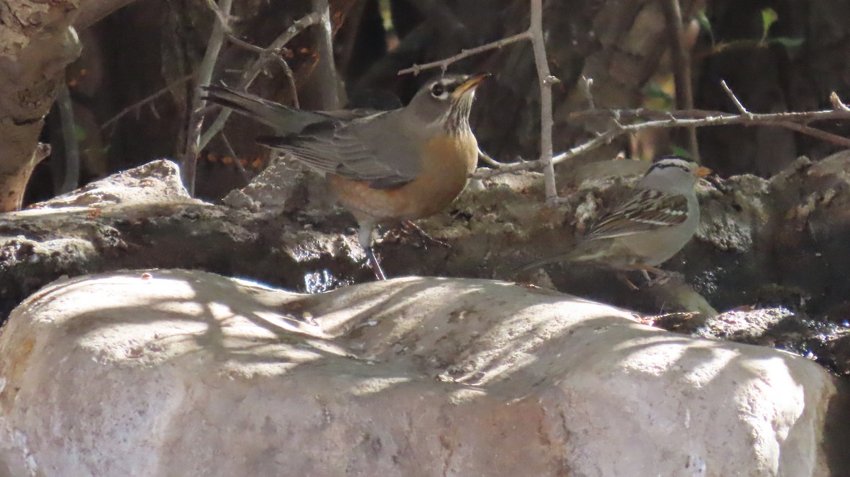 American Robin - ML629760282