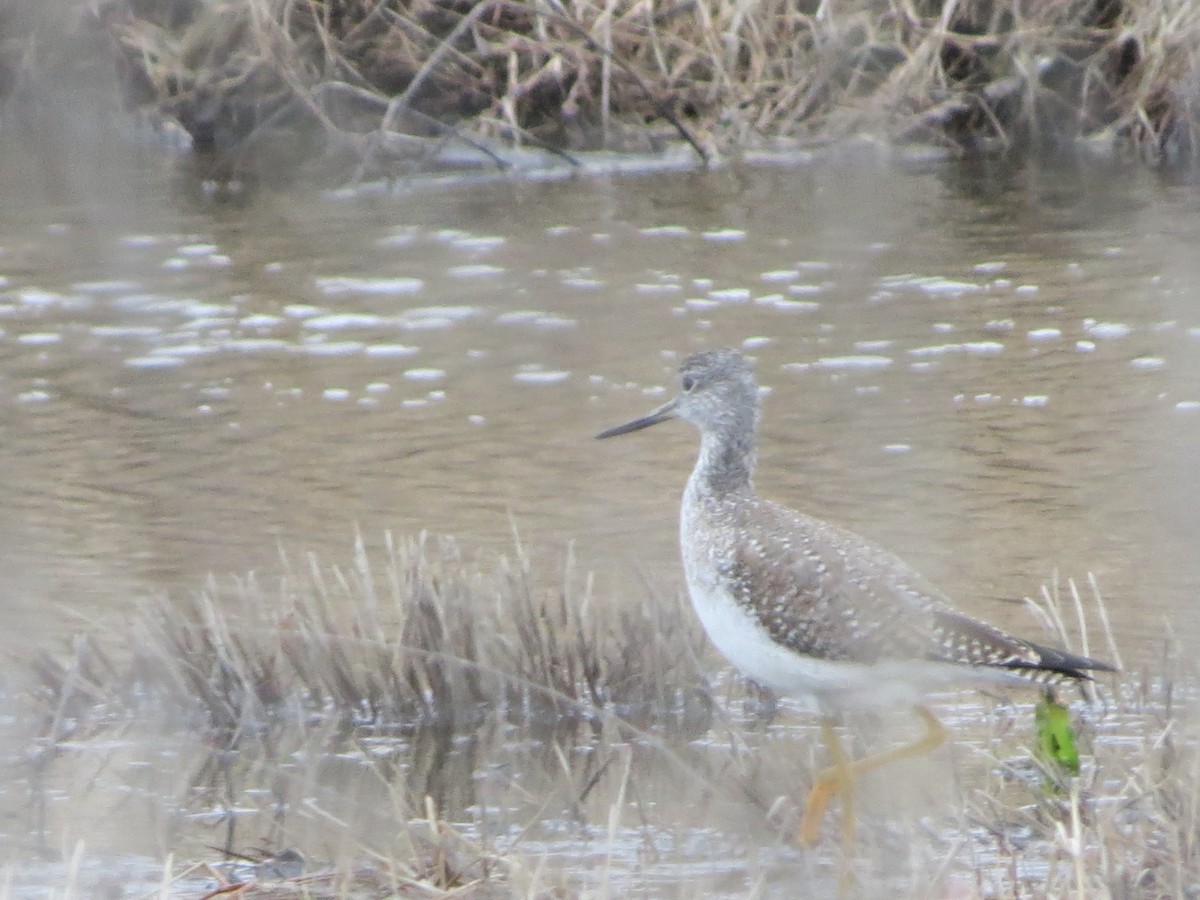 オオキアシシギ - ML629760332