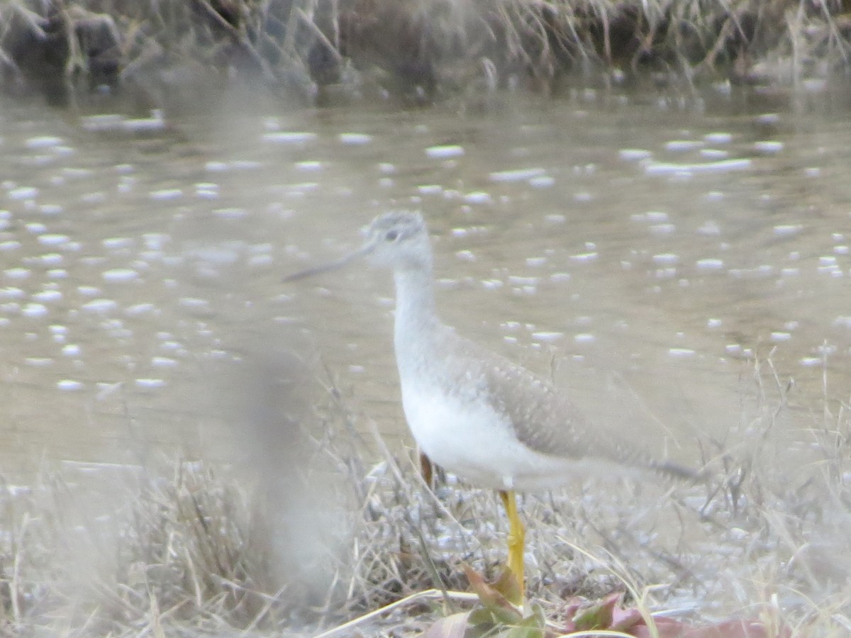 オオキアシシギ - ML629760333