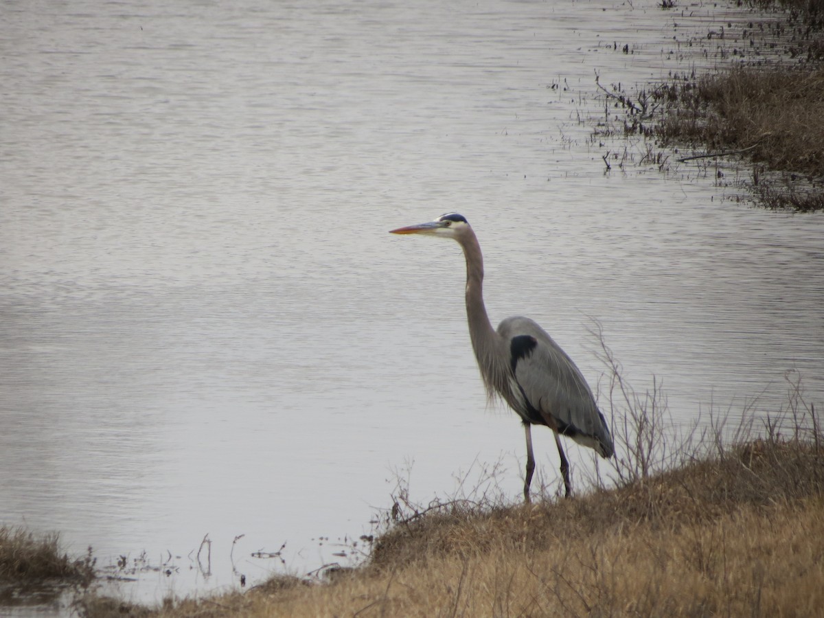 オオアオサギ - ML629760340