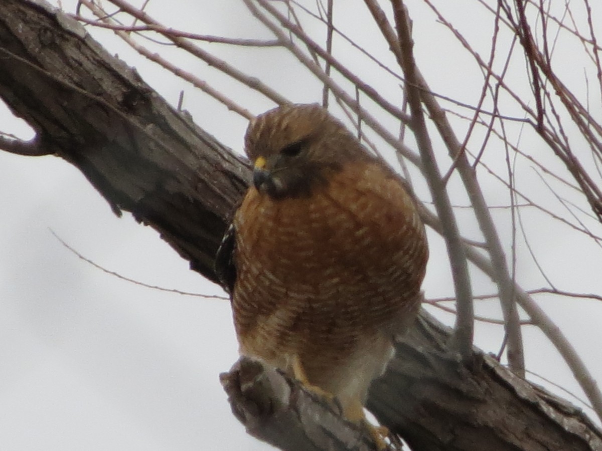 カタアカノスリ - ML629760353