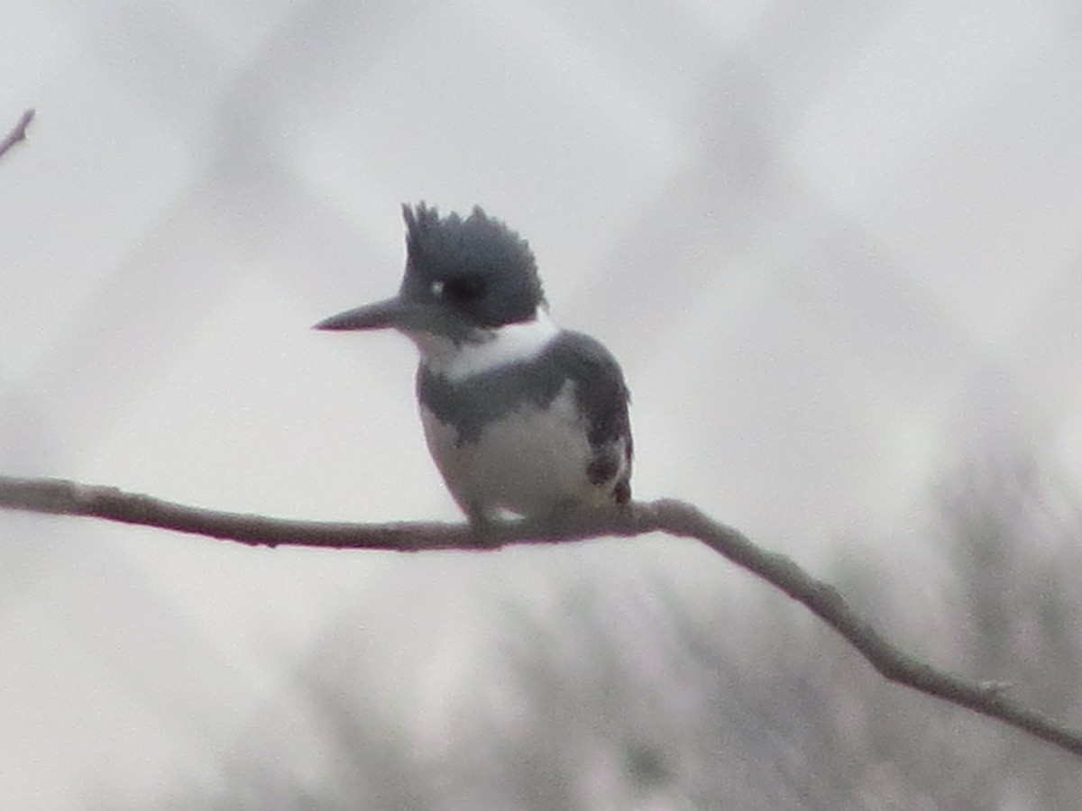 アメリカヤマセミ - ML629760368