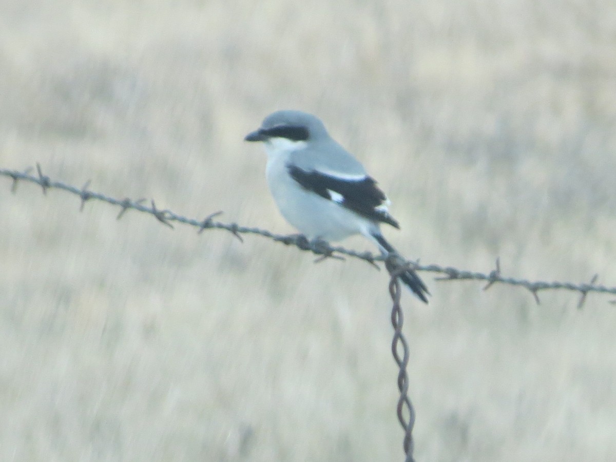 アメリカオオモズ - ML629760394