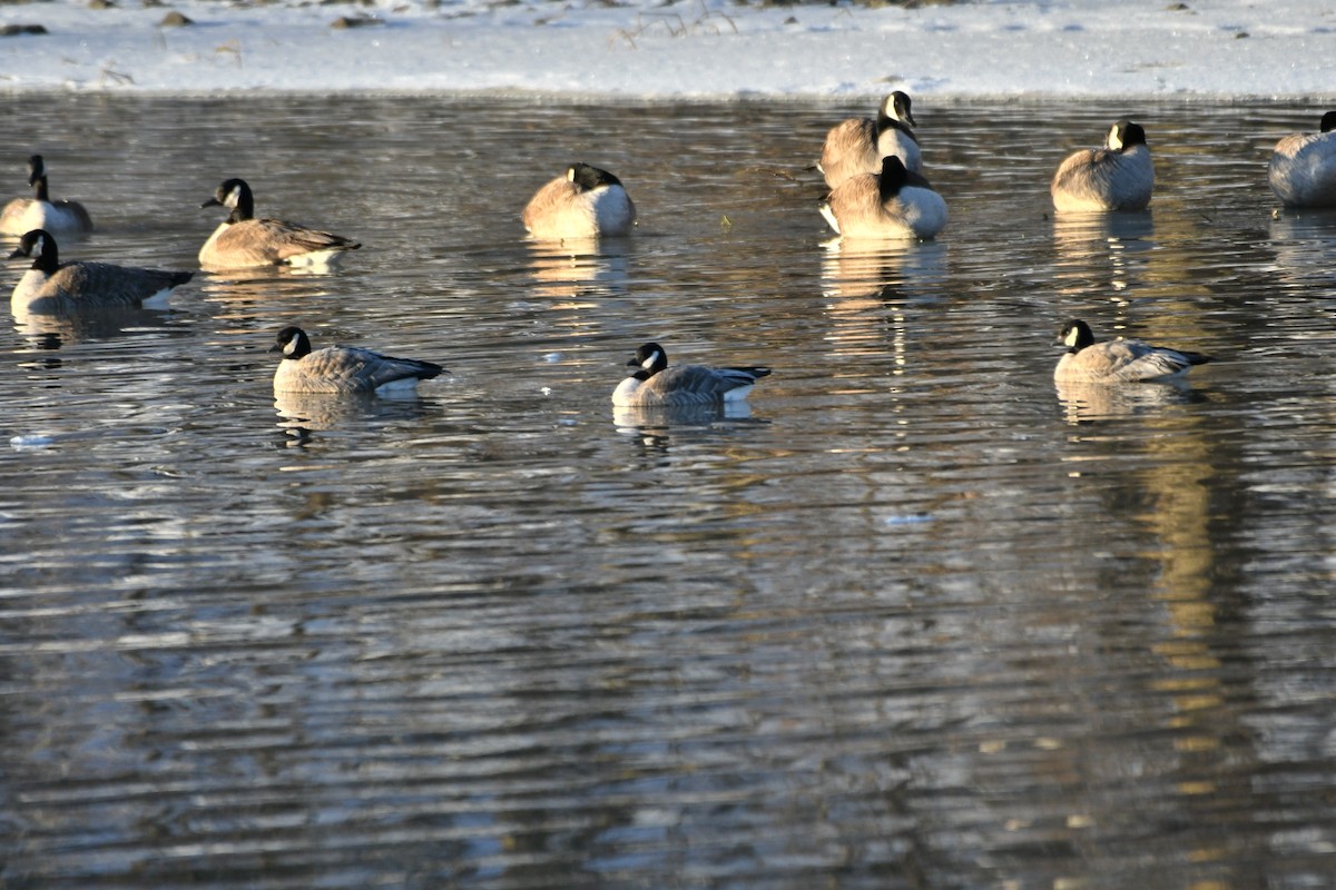 Griggs dam christmas lights