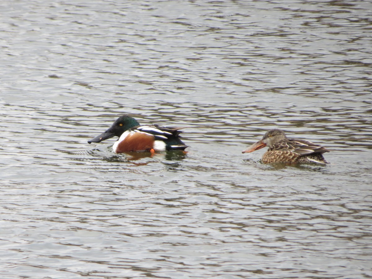 ハシビロガモ - ML629760439