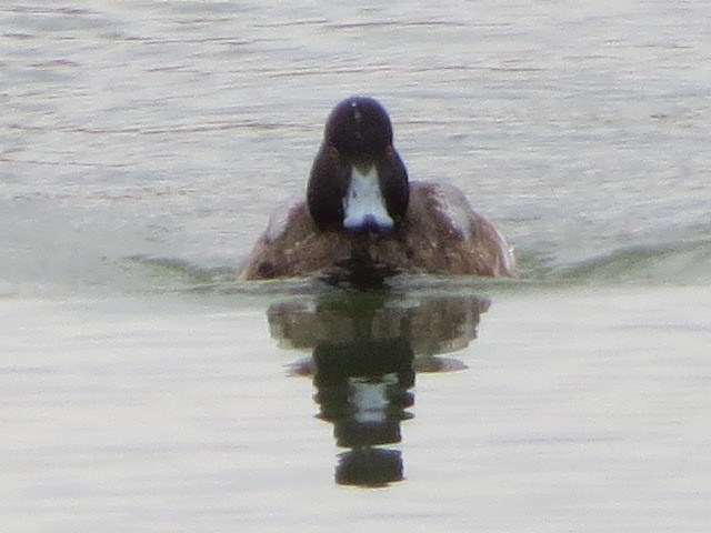 コスズガモ - ML629760449