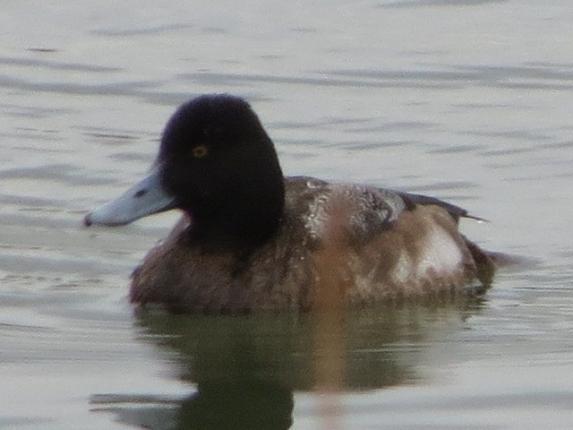 コスズガモ - ML629760450