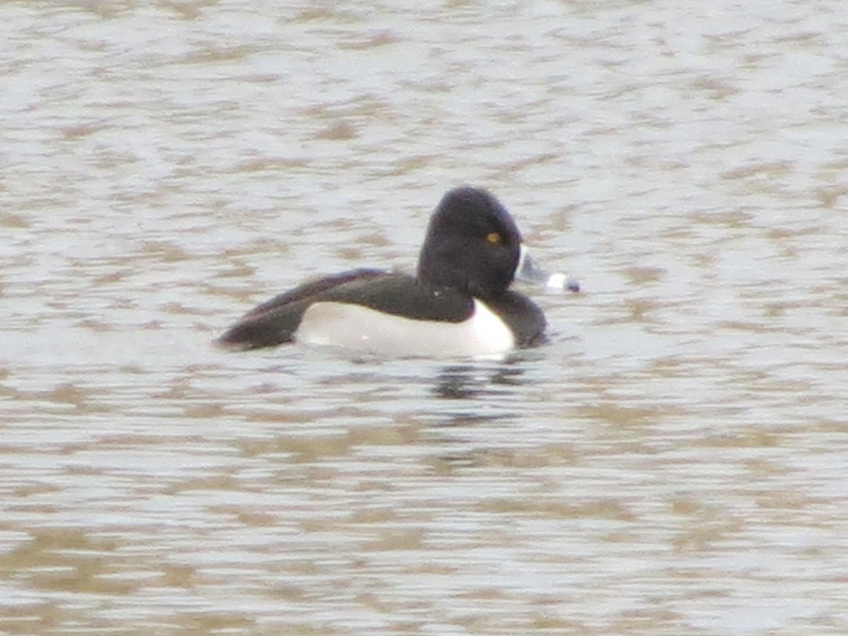 クビワキンクロ - ML629760490